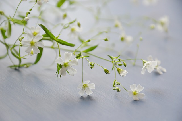 今月の花