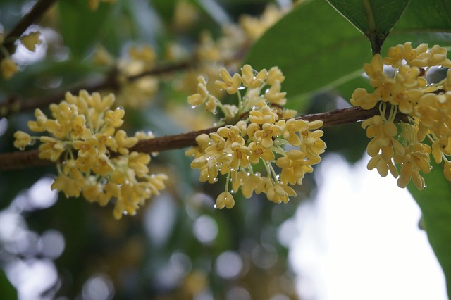 今月の花