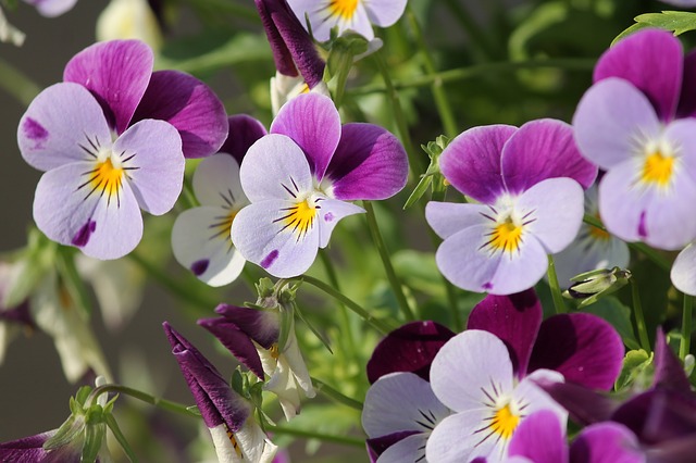 今月の花